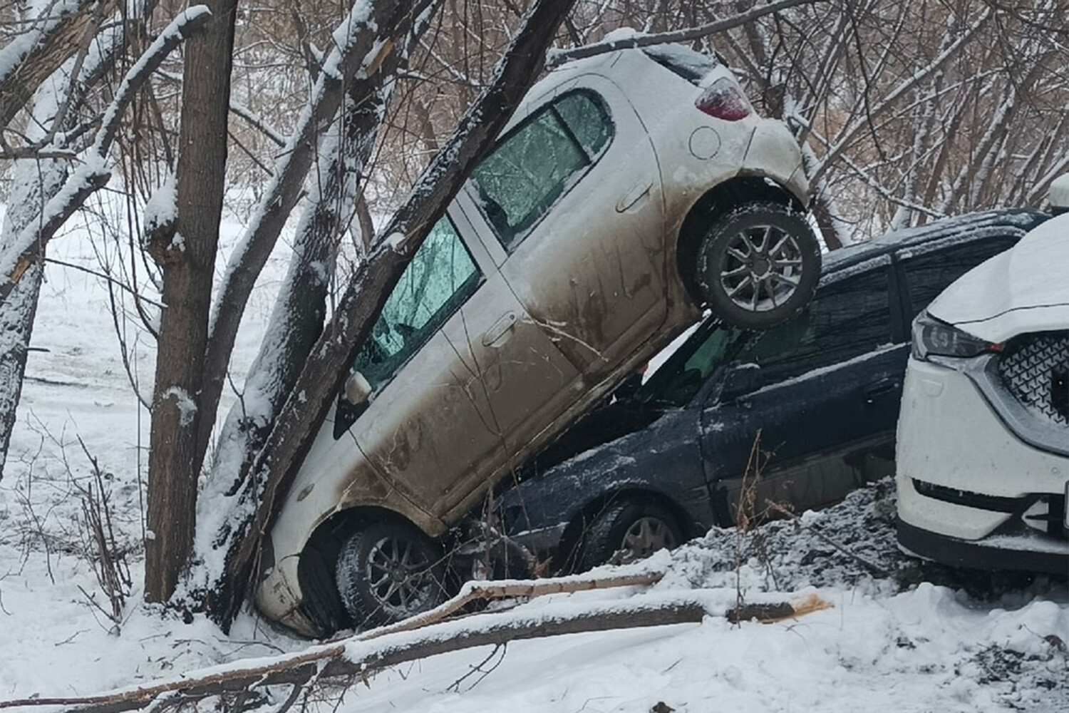 В Барнауле две машины съехали в кювет и врезались в одно и то же дерево -  Газета.Ru | Новости