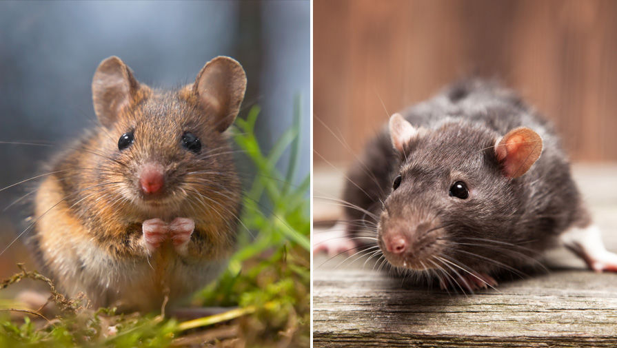 Биологи заставили мышей производить сперму крыс, чтобы спасти исчезающие виды