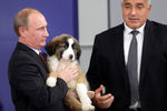 Владимир Путин держит на руках щенка болгарской овчарки, подаренного ему председателем Совета министров Болгарии Бойко Борисовым, 2010 год
