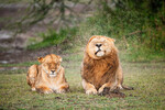 <b>«Дорогой, пожалуйста, остановись!»</b>