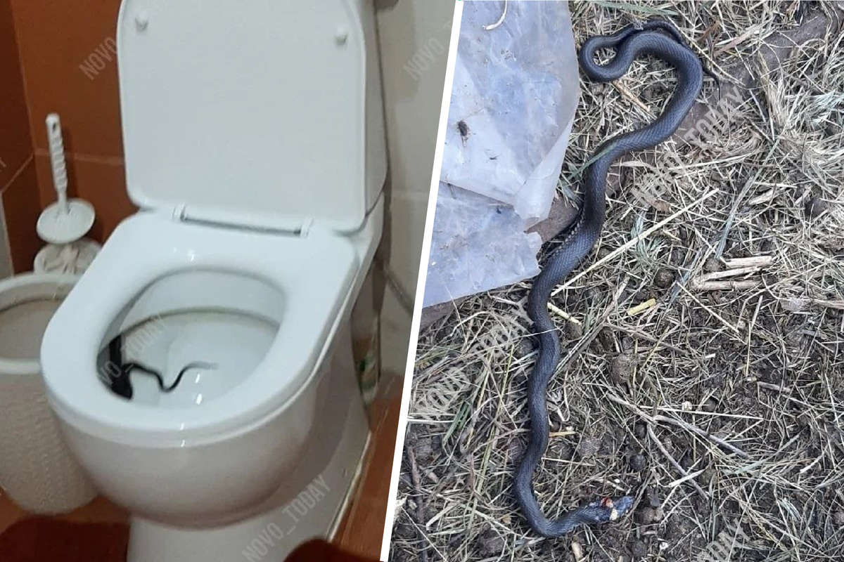 Змея вылезает из туалета