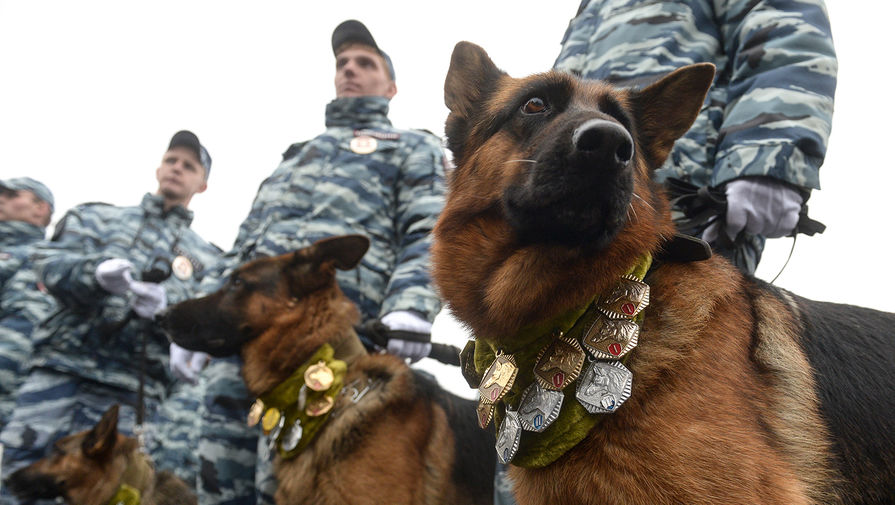 В ФСБ рассказали о незаменимости служебных собак