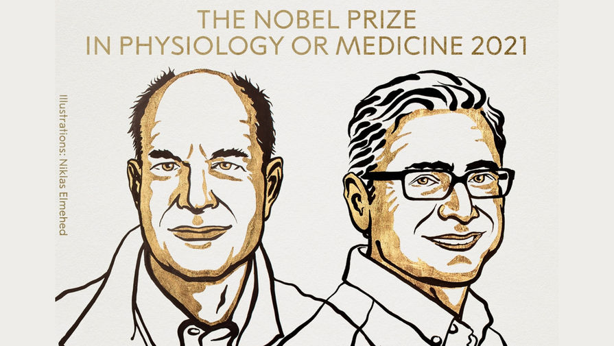 Эксперт ФМБА рассказал, чем важно присуждение Нобелевской премии за рецепторы