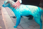 Голубая собака, которую обнаружили в Сербии в 2013 году