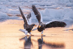 <b>«Морские орланы отрабатывают приемы кунг-фу»</b>