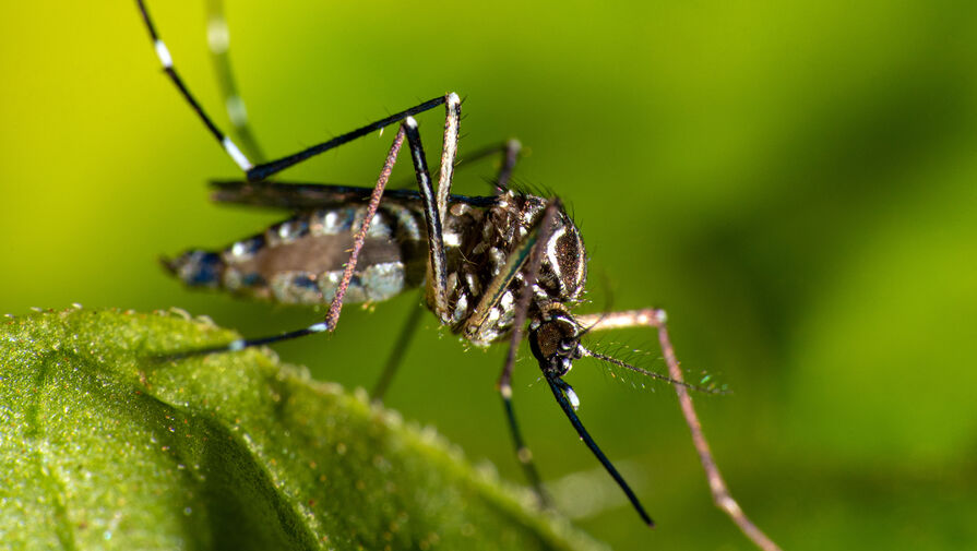 Россиян предупредили, каким опасным заболеванием грозят укусы насекомых для питомцев  