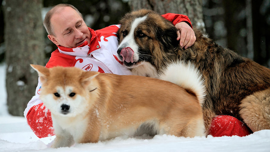 Владимир Путин во время прогулки со своими собаками болгарской овчаркой Баффи и акита-ину Юмэ, 2013 год