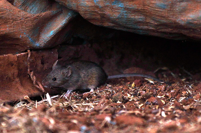 Отравленные мыши снизят популяцию змей на острове Гуам