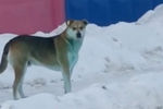 Собака, испачканная краской, которую обнаружили в февраля 2021 года в подмосковном Подольске