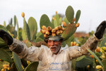 Рабочий несет плоды опунции после сбора урожая на одной из ферм в Египте, 2 августа 2022 года