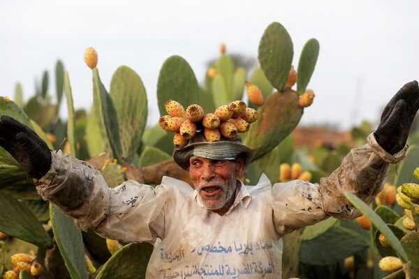 Рабочий несет плоды опунции после сбора урожая на&nbsp;одной из&nbsp;ферм в&nbsp;Египте, 2&nbsp;августа 2022&nbsp;года