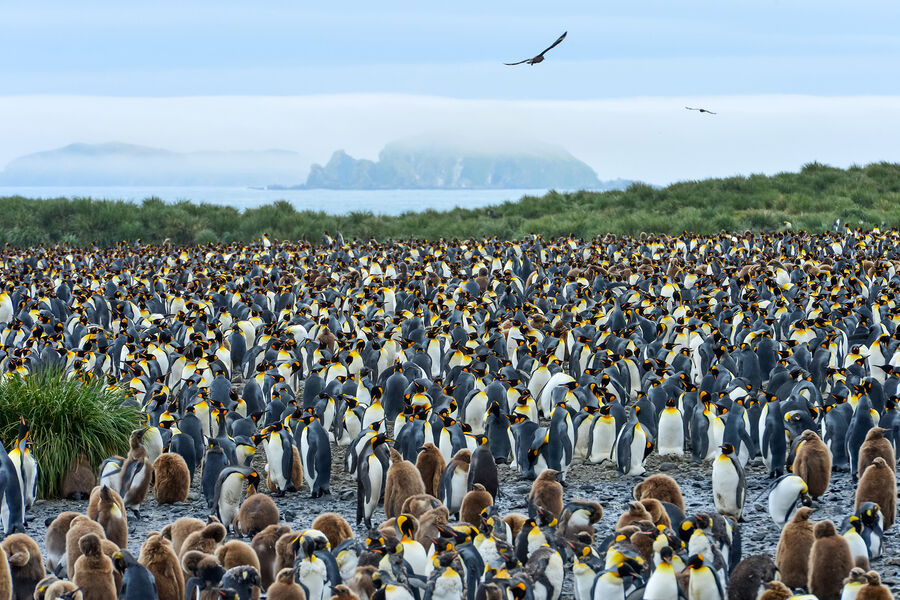 Земнухов Сергей
<br><br>
<b>Колония</b>