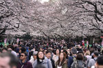 Посетители в парке во время цветения сакуры в Японии, март 2018 года