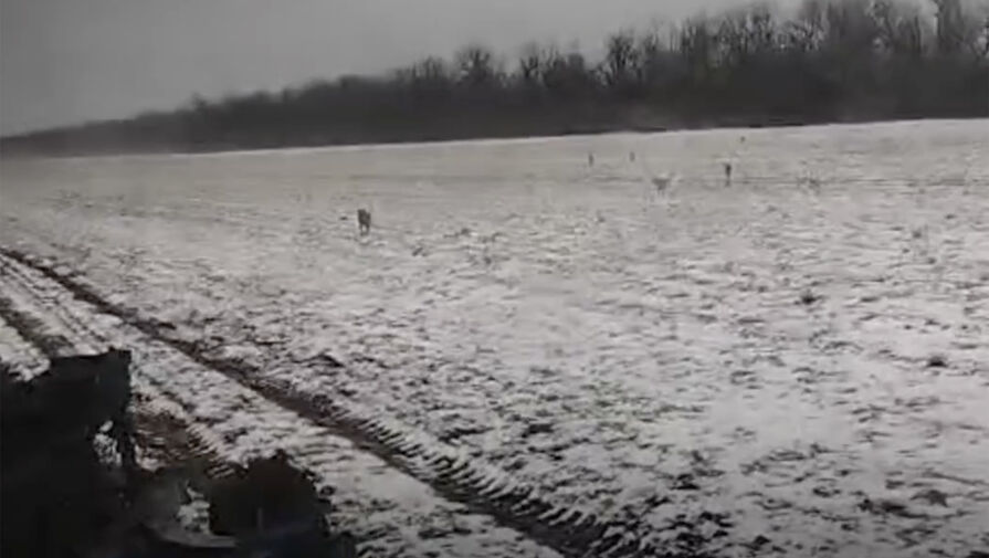 На Кубани десять волков окружили тракториста в поле и попали на видео