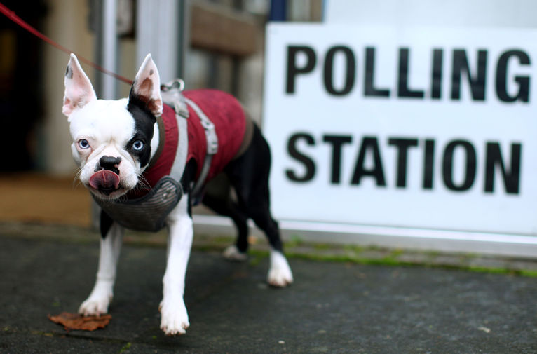 Собака около&nbsp;избирательного участка в&nbsp;Лондоне, 12 декабря 2019 года