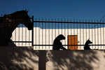 15 августа. Силуэты лошади, немецкого боксера и ивисской собаки в Мариналеде на юге Испании.