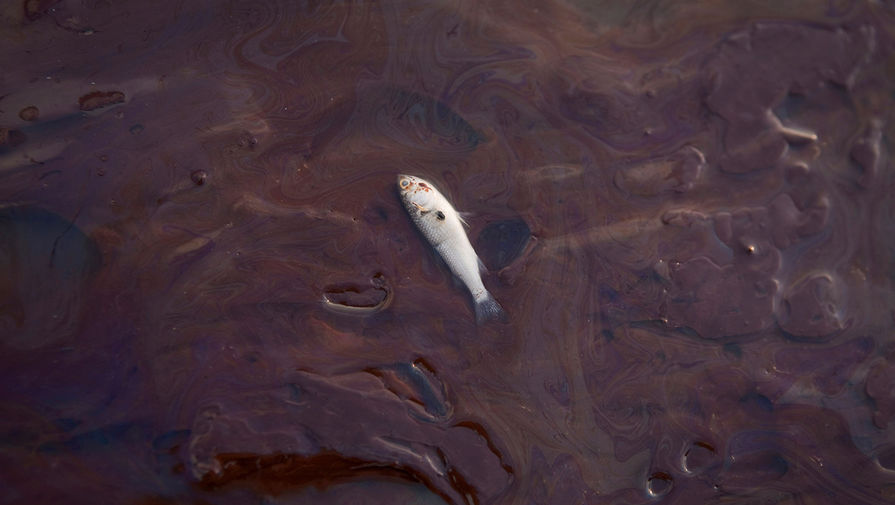 Тысячекратное превышение ПДК обнаружено при нефтеразливе в Химкинском водохранилище
