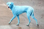 Голубая собака, обнаруженная в индустриальном районе Мумбаи в 2017 году