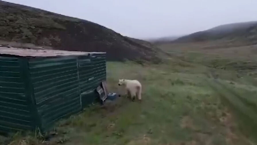 Белый медведь терроризирует жителей якутского села, люди боятся выходить из дома 