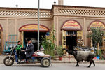 Мусульманин тащит овцу для жертвоприношения в Синьцзян-Уйгурском автономном районе Китая