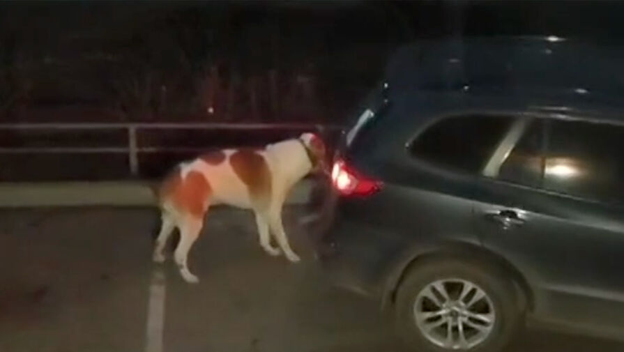 Женщина проехалась по Красноярску с привязанной к автомобилю собакой