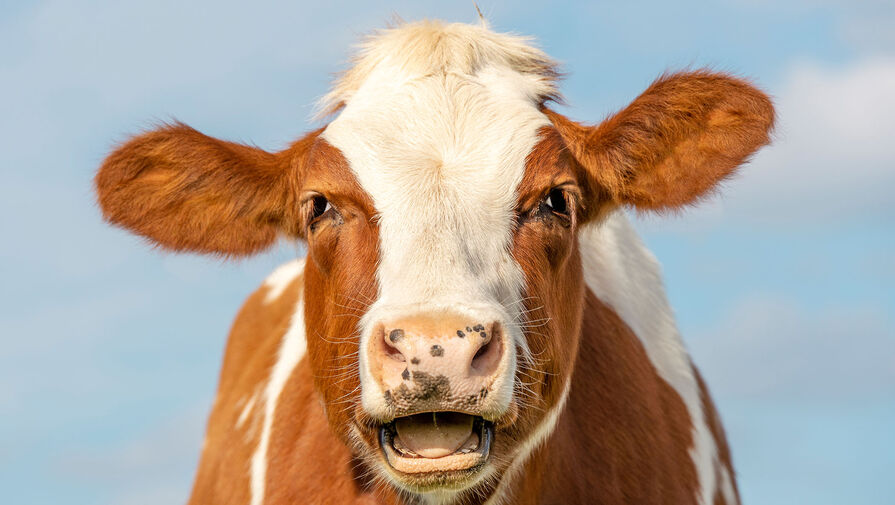 Самарский фермер едва не лишился зрения после удара коровы рогом в глаз 