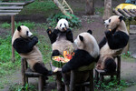 Гигантские панды Шуаншуан, Чунчонг, Сикси и Цинцин за праздничным тортом из побегов бамбука и фруктов во время празднования своего пятого дня рождения в зоопарке Чунцина, Китай, 23 июня 2024 года