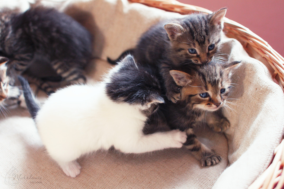 Слово 4 котенка. 4 Котенка. Четыре кота. 4 Котёнка фото. Близнецы котята мягкие.