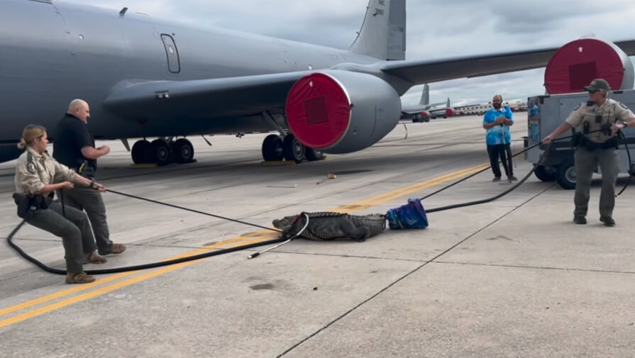 Аллигатор заполз на взлетную полосу военного аэродрома и лег спать под шасси самолета