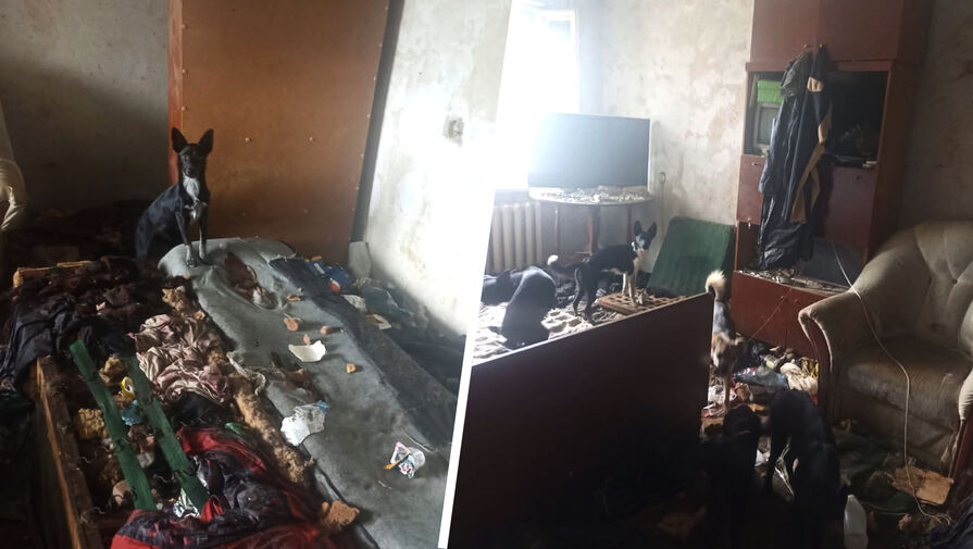 "Запах тошнотворный": жители дома в Артеме пожаловались на соседку, живущую с 20 собаками