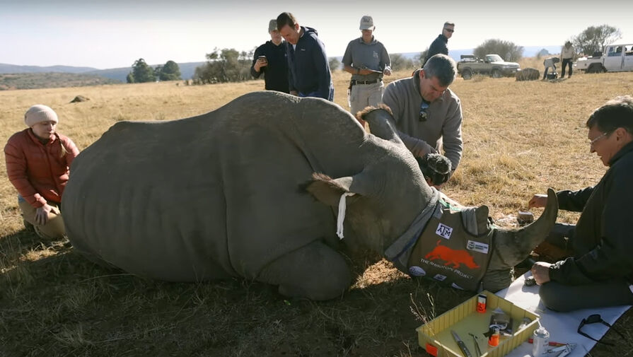 Ученые сделали рога носорогов радиоактивными для защиты от браконьеров
