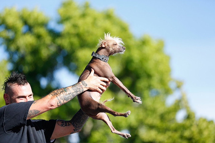 Джон Эдлер демонстрирует свою пятилетнюю китайскую хохлатую собаку Ики публике