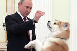 Владимир Путин с собакой по кличке Юмэ породы акита-ину, подаренной в 2012 году губернатором префектуры Акита Норихисом Сатакэ, 2016 год