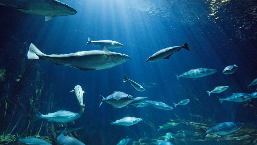 Mash: в Приморском океанариуме продолжается гибель дорогих животных