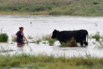 Женщина уводит корову с подтопленного в результате ливневых дождей пастбища около Керчи, 13 августа 2021 года