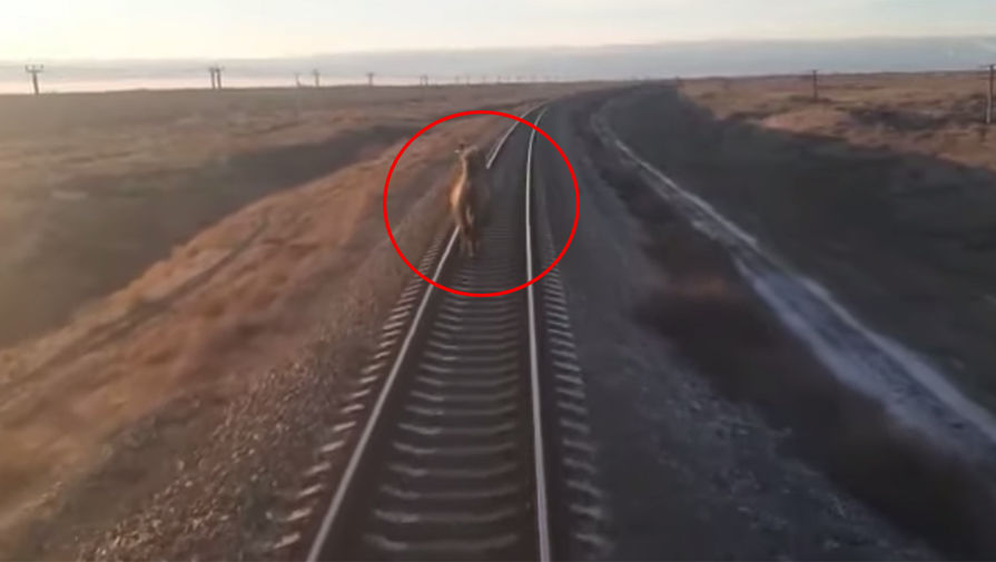 Упрямый верблюд задержал пассажирский поезд из Ташкента в Москву