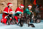 Сотрудники зоопарка кормят пингвинов в Рождество в Южной Корее