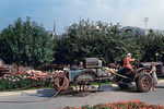 Мичуринский сад на территории ВДНХ, 1954 год