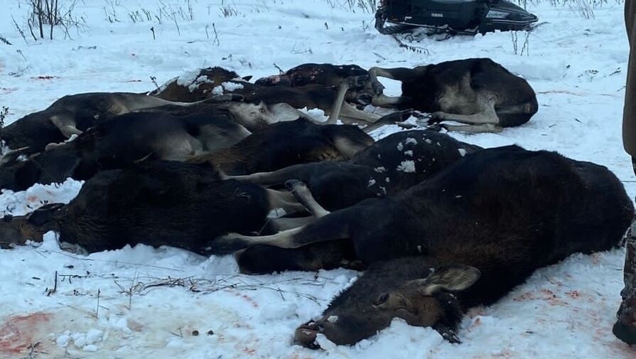 Под Ярославлем во время "коллективной охоты" были расстреляны 20 лосей