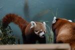 Красные панды в Московском зоопарке