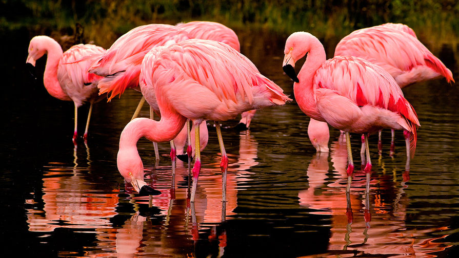 Ученые предупредили о риске исчезновения знаменитых африканских фламинго