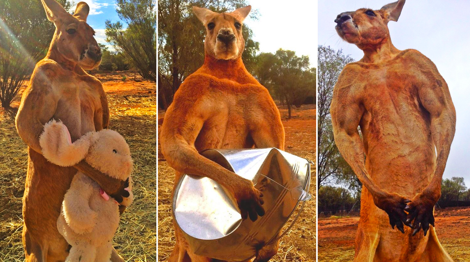 Человек сильнее животных. Самый мускулистый кенгуру Роджер. Самый накаченный кенгуру в мире Роджер. Кенгуру бодибилдер Роджер. Кенгуру Роджер из Австралии.