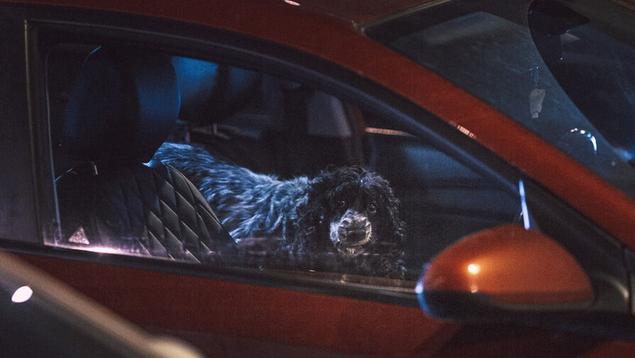 В Петербурге собака съела шаурму водителя, пока гаишник проверял его документы