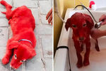 В греческом городе Схиматари в 2018 году щенка покрасили в красный цвет, чтобы продать дороже из-за необычной «окраски»