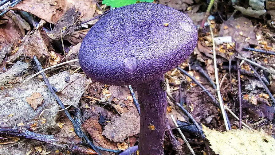 В Московской области обнаружили фиолетовый гриб