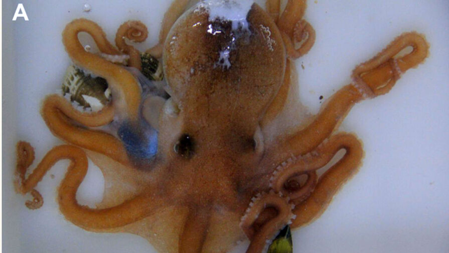 Ранее неизвестный вид осьминогов обнаружили на рынке в Китае