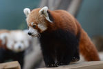 Самец красной панды