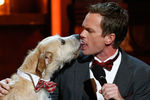 Нил Патрик Харрис целуется с собакой на ежегодной церемонии вручения высших театральных наград «Тони» в Нью-Йорке, 2013 год