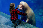 День моржа в Приморском океанариуме, Владивосток, 24 ноября 2025 года