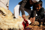 Саудовские мальчики приносят в жертву овцу неподалеку от города Табук